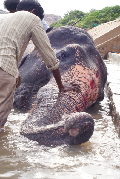 Lakshmi the Elephant Having A Wash